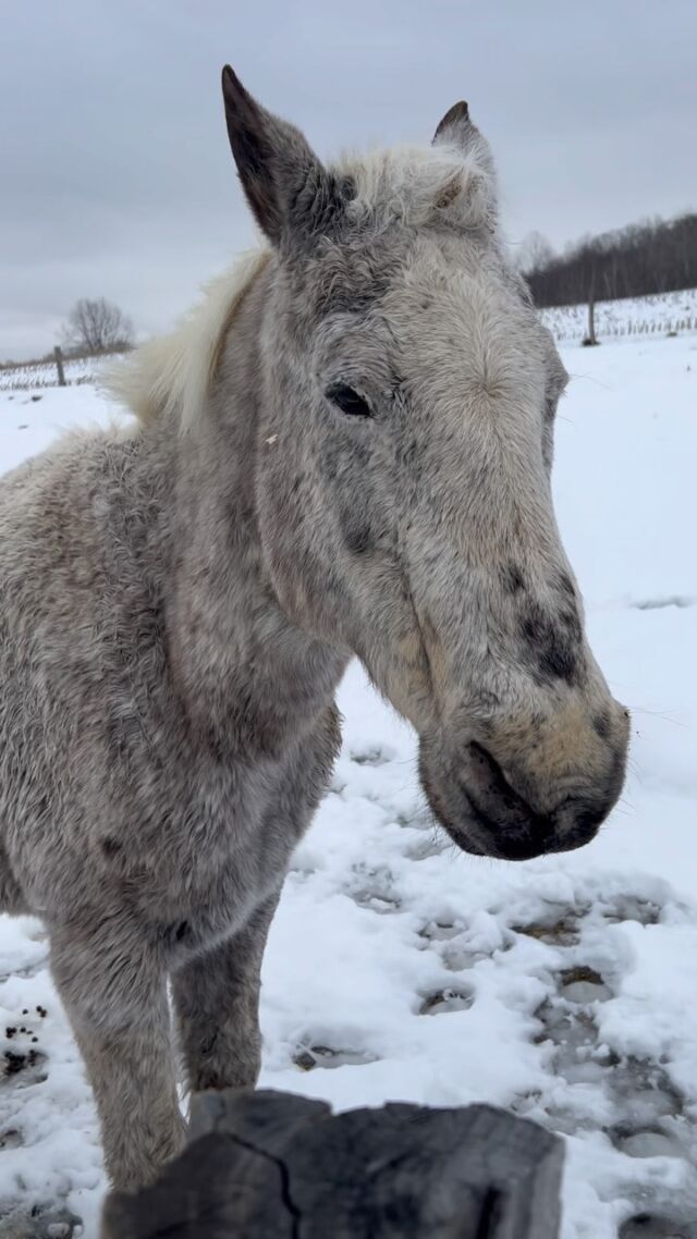 Sometimes we all need a little extra TLC 😍 - • • • #farmstays #horse #horsesofinsta #farmlifeisthebestlife #farmfun #onthefarm #familygetaway #airbnb #upstateny #glamping #518 #vrbo