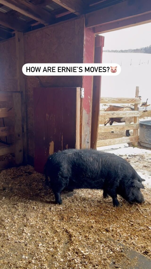 The barn door is the perfect place to get that itch you just can’t reach 🙌🏼 - • • • #farmstays #farmfriends #farmlifeisthebestlife #farmfun #explorenature #familygetaway #lifeonthefarm #airbnb #upstateny #pigs #familyweekend #vrbo